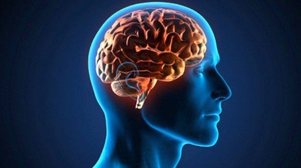 cerebro-590×330